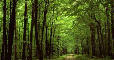 Mơ thấy rừng rậm là điềm báo điều gì?